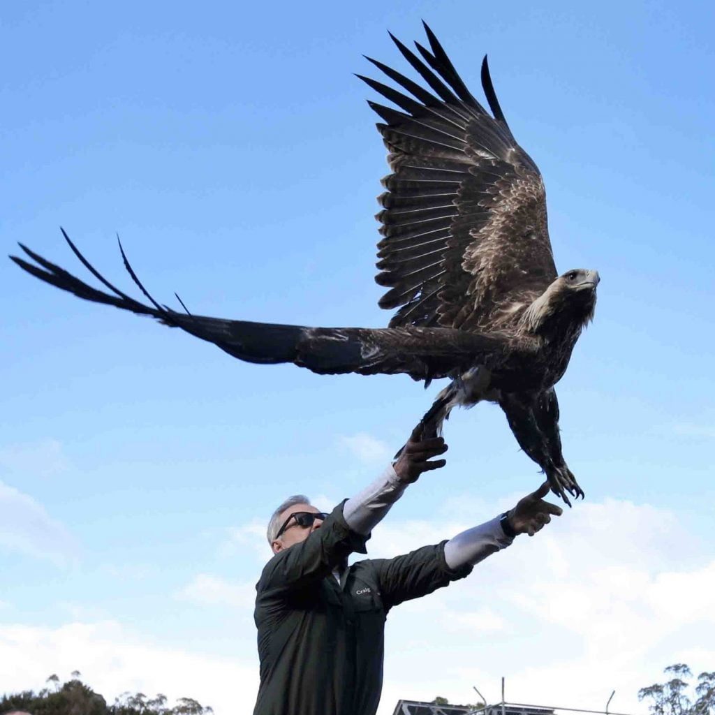 Craig Webb releasing an eagle at the Raptor Refuge
